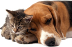 Pet Friendly New Homes